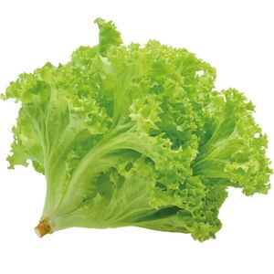 Alface Crespa N.Sª.Caravaggio
