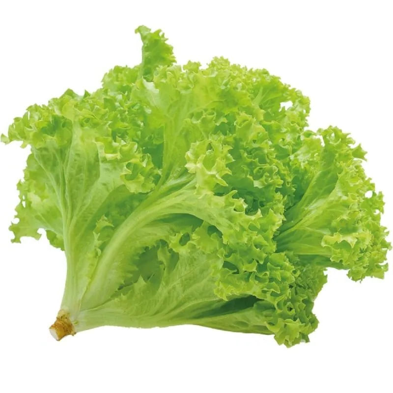 Alface Crespa N Sª Caravaggio