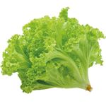 Alface Crespa Sitio Giovane Montei