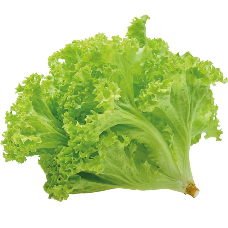 Alface Crespa Sitio Giovane Montei